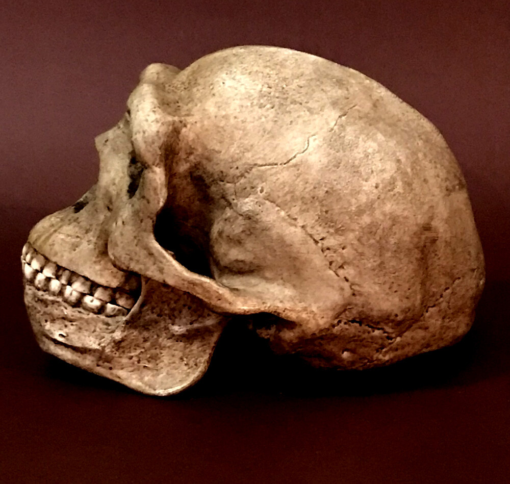 Peking Man Skull Replica