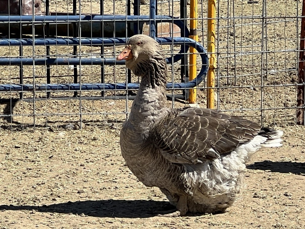 Jumbo Dewlap Toulouse Hatching Eggs
