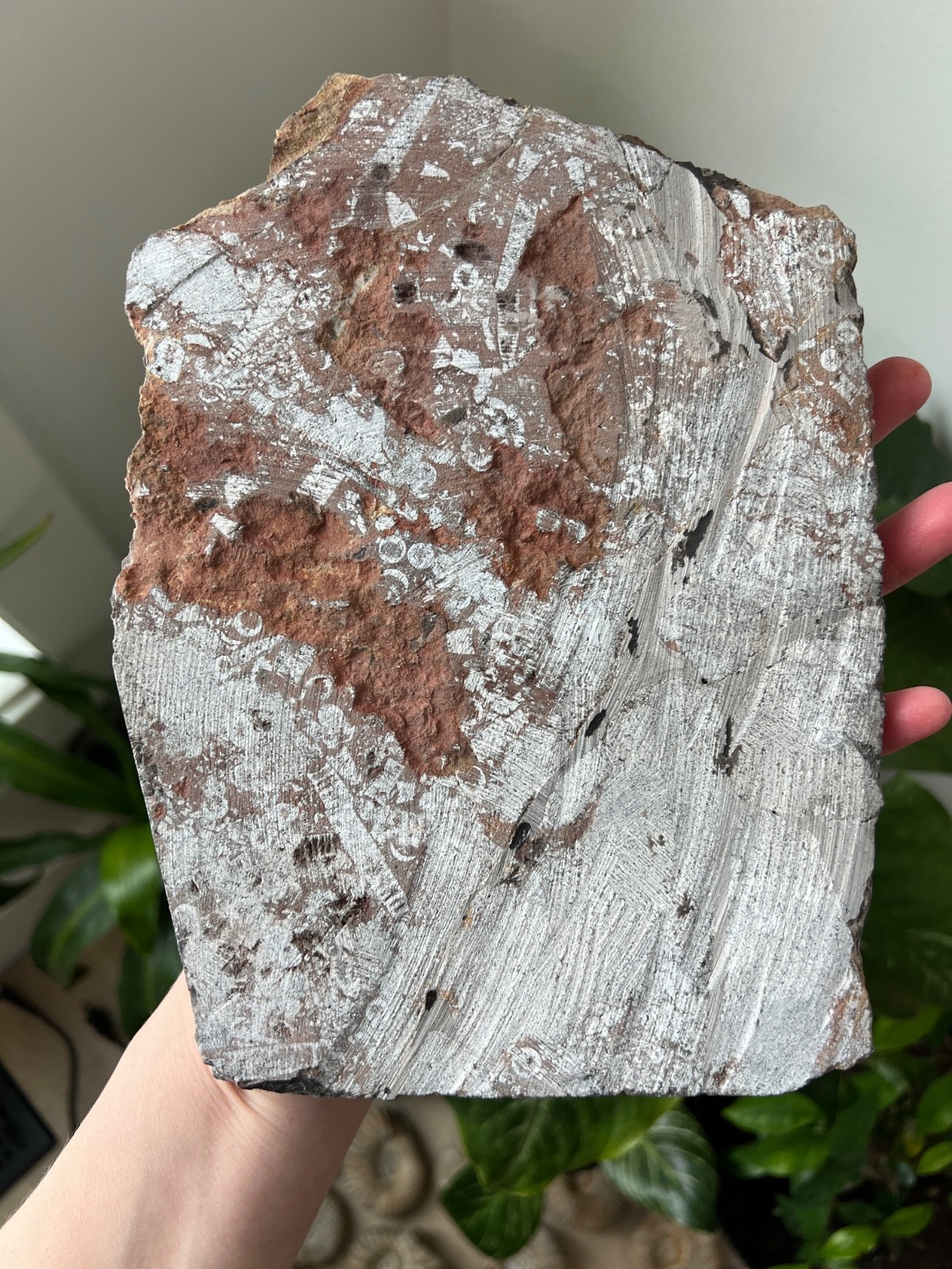 Museum Quality Silurian Crinoid Scyphocrinites (Sea Lily) Fossil Plate - Morocco