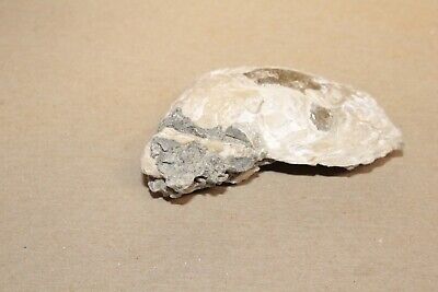 Calcite Fossil Clam Rucks Pit Florida #58