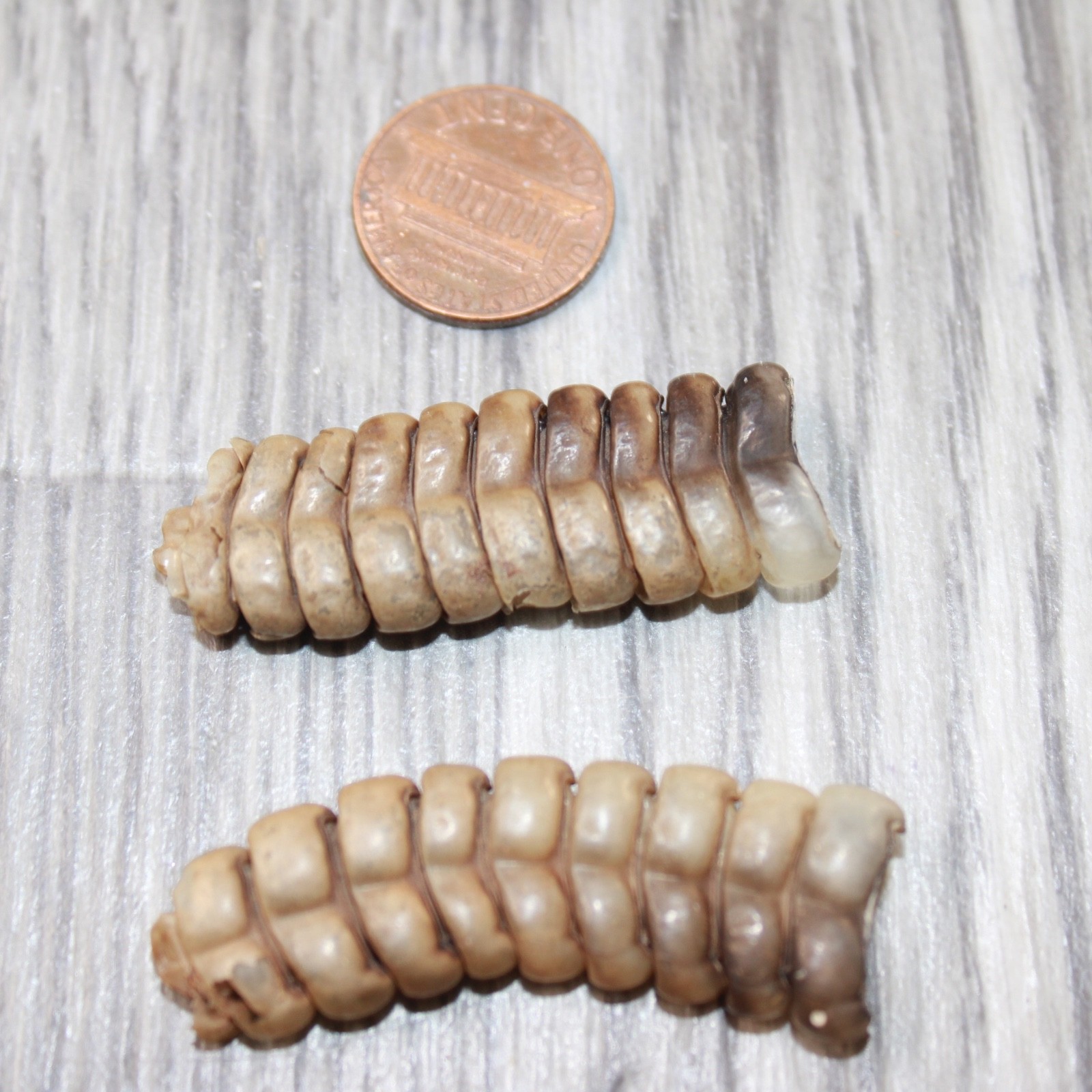 2 Large Rattlesnake Rattles #2063 Taxidermy Diamondback Sidewinder