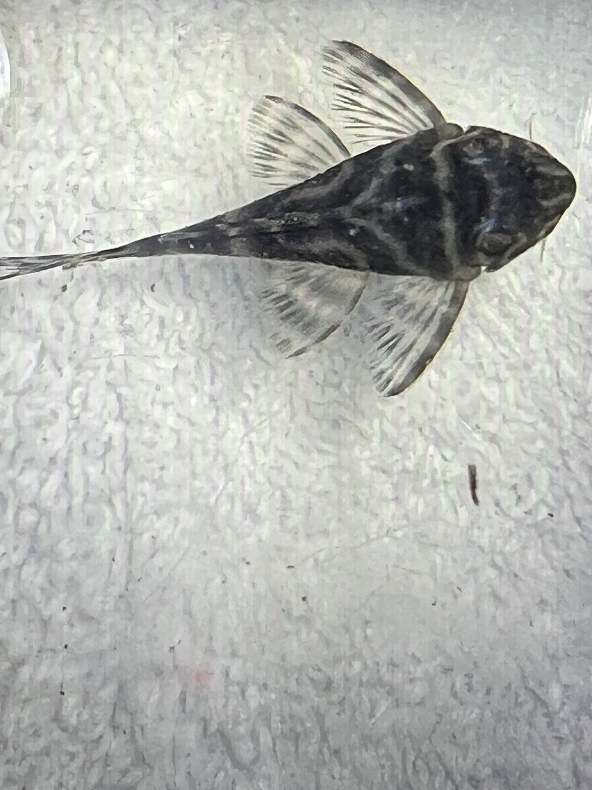 L333 Pleco Live 1-2 Inch King Tiger Pleco US Local Bred And Raised