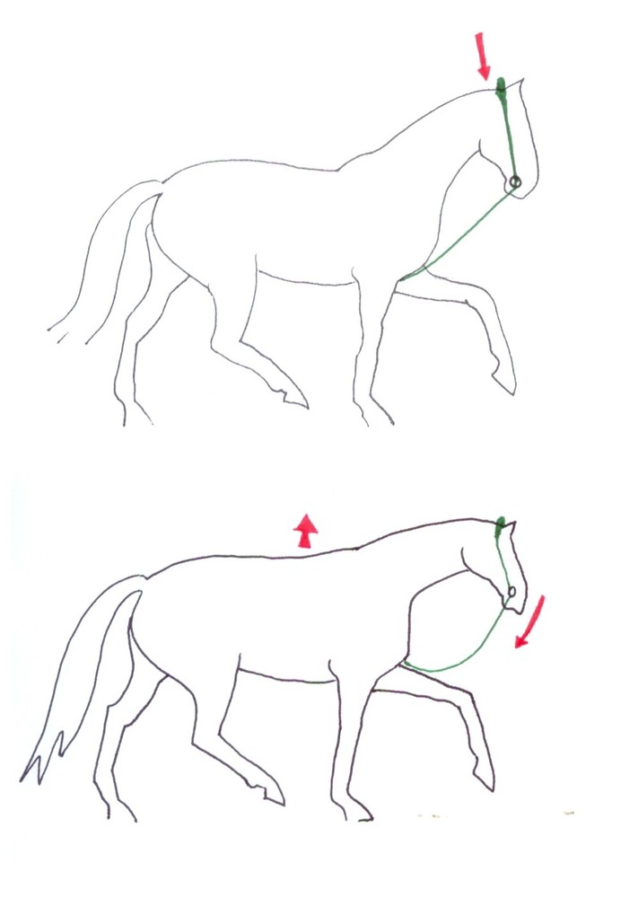 Training Elastic Reins - Elastic Neck Stretcher