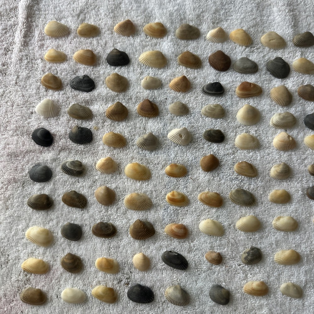 Sea Shells Space Coast Florida Small Qty 100