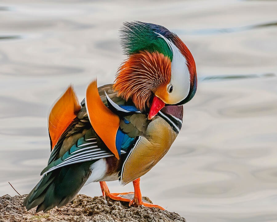 1 Regular SPLIT TO WHITE SINGLES Exotic Mandarin Duck Hatching Eggs PRESALE