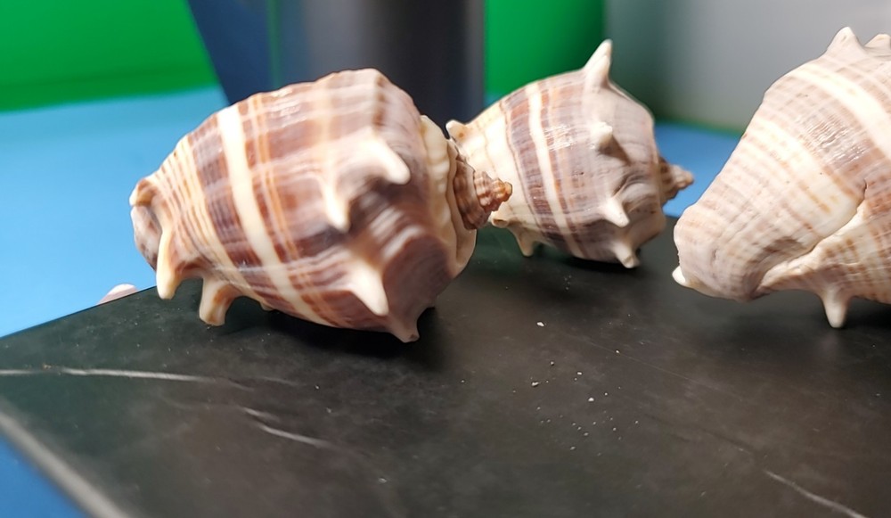 3-MELONGQUA BISPINOSA SEA SHELLS.