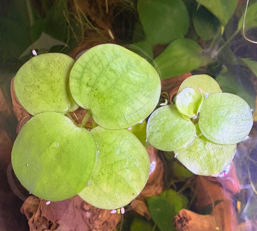 Amazon Frogbit  Live Aquarium Plants