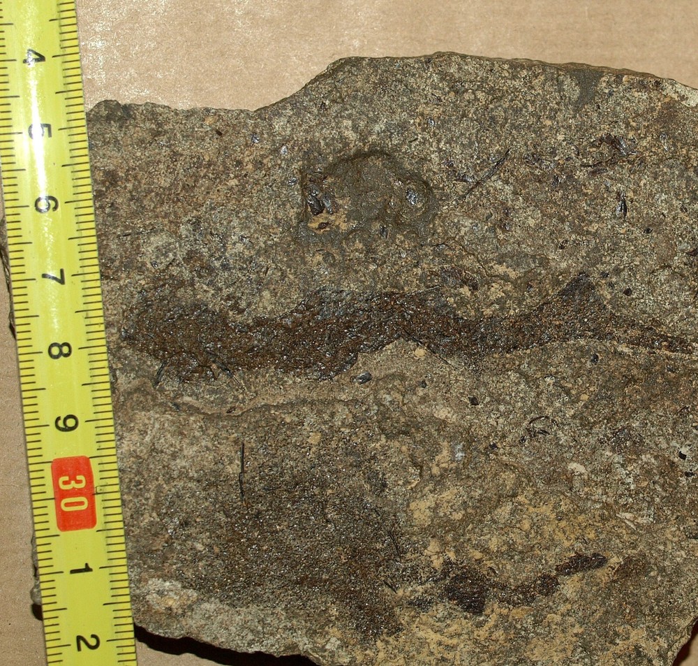 PAIR Paleozoic "Spiny sharks" -Acanthodes lopatini