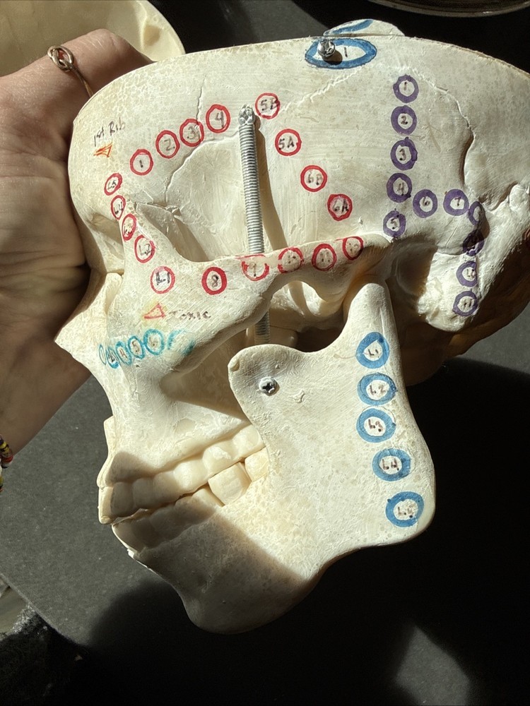 Replica Human Skull Anatomical Model with Removable Skull Cap