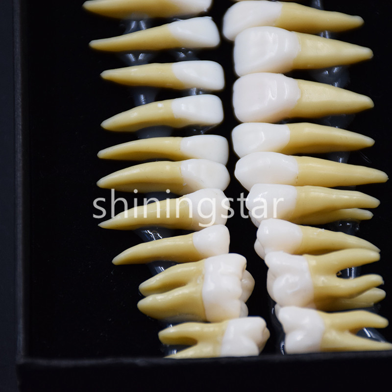 1 Set 1:1 Permanent Teeth Demonstration Teach Dental Study Model Tooth #7008 New