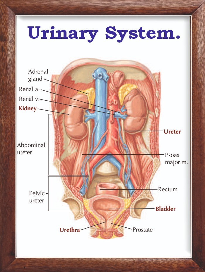 Urinary System Chart 12x18 inches