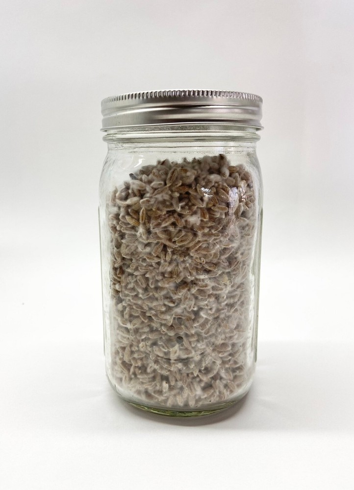 Mushroom Grain Jar