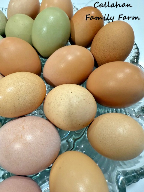 8++ Chicken Hatching Eggs ~Barnyard Mix~ Rainbow Egg Layers ~ Premium Breeds