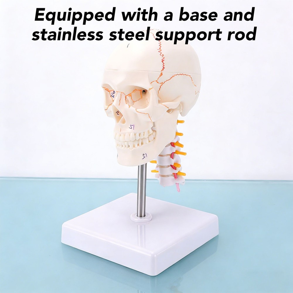 1/2 Skull With Cervical Spine & Brain Teaching Display Model