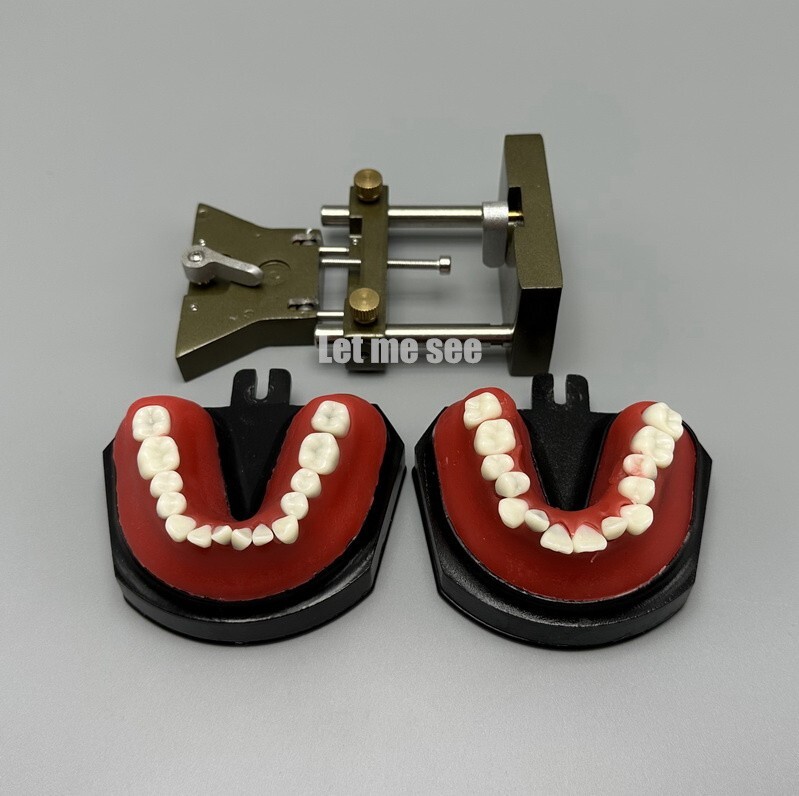 1set Dental Orthodontic Simulator Training Teeth Model Typodout Model