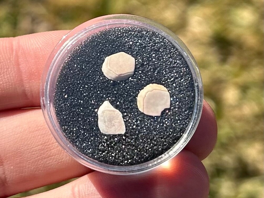 Devonian Fossil Fish Scales Collection in Case Latvia Venta River