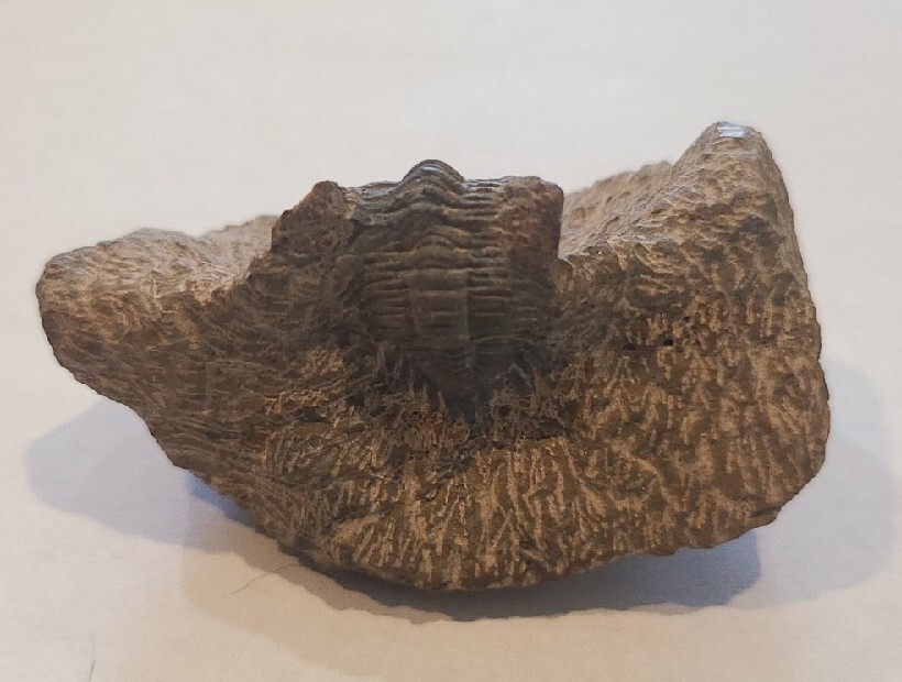 SMALL DEVONIAN TRILOBITE MORROCON UNUSUAL 400 MYO
