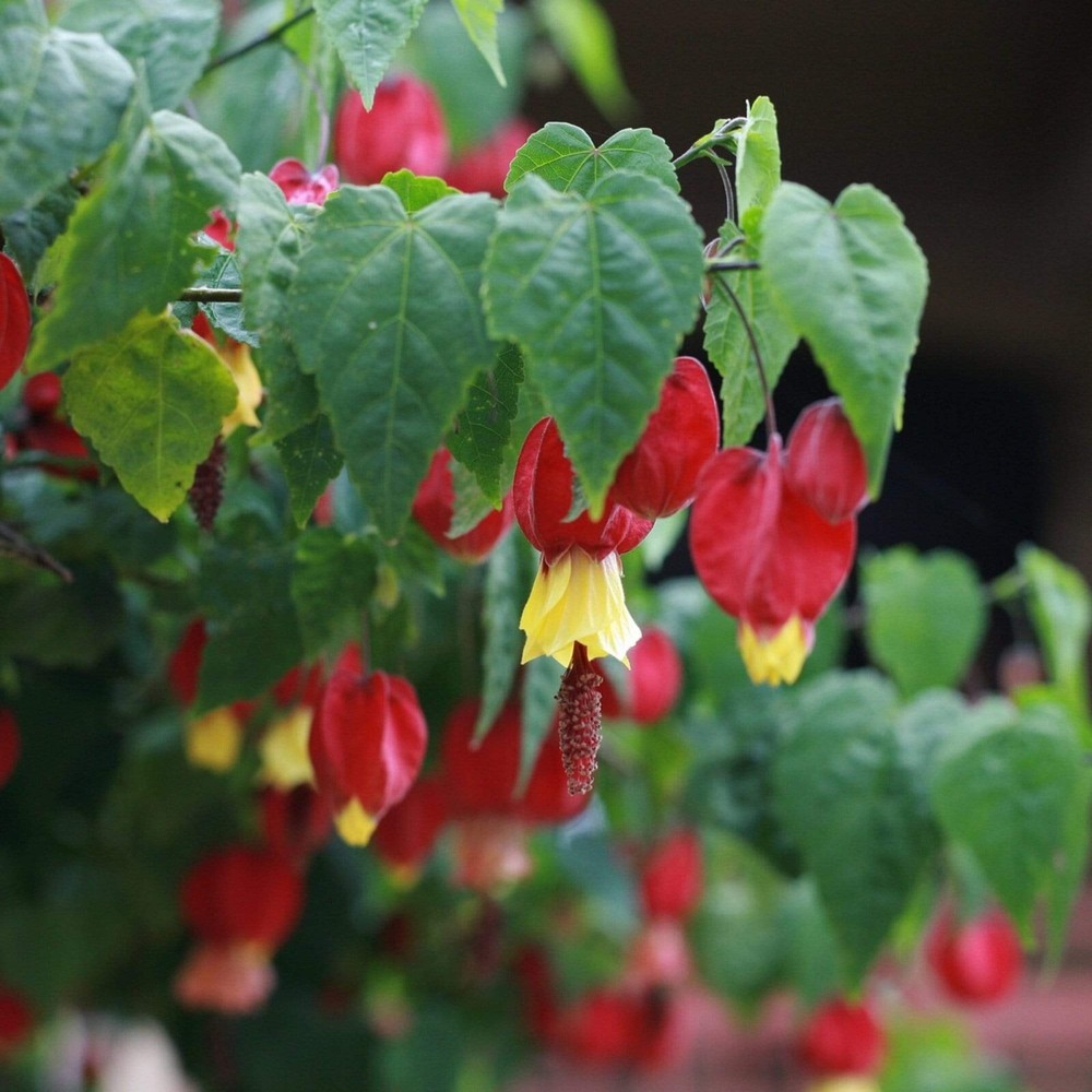 LIVE PLANT 2ft - Abutilon megapotamicum - Trailing Abutilon - Flowering maple