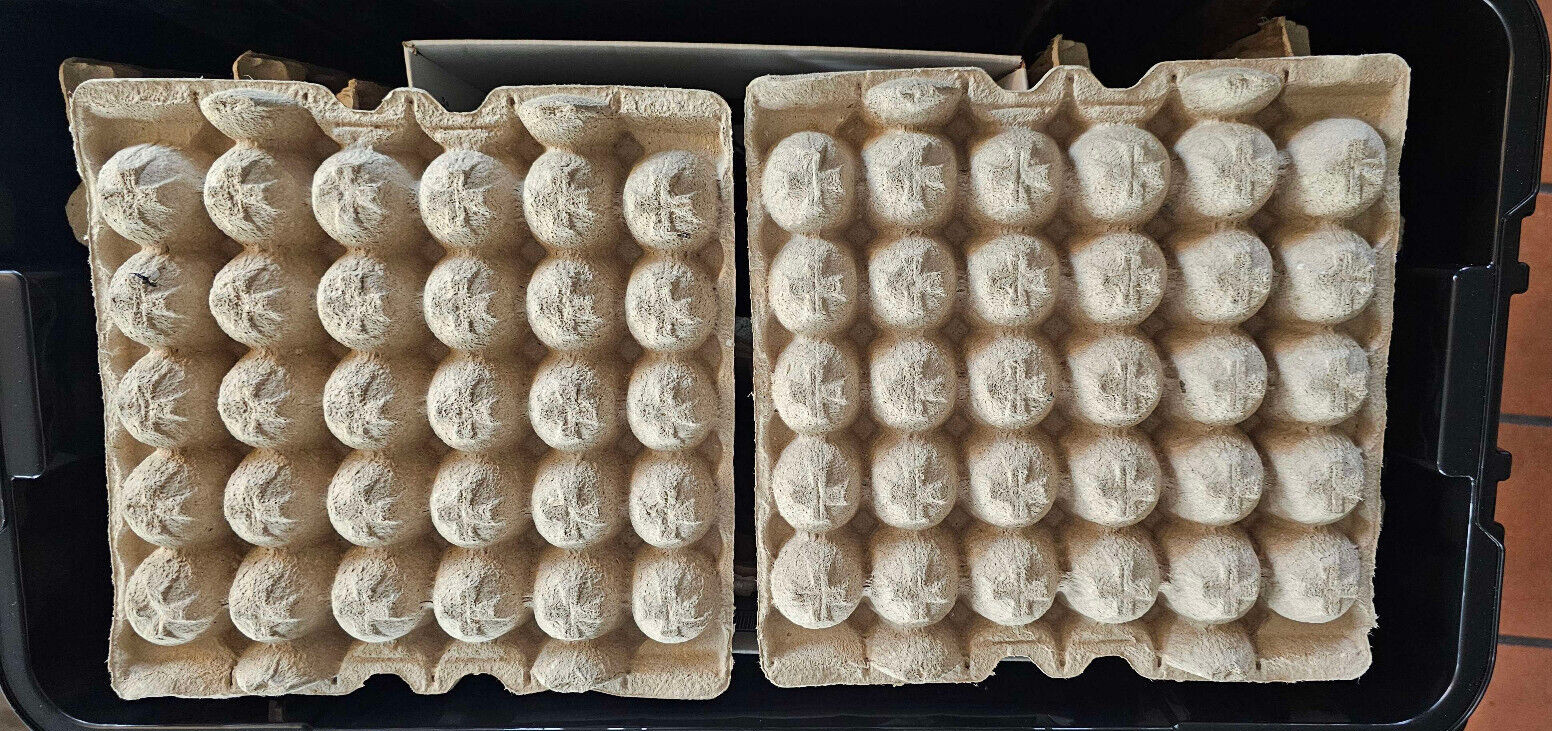 XXL Heated insect breeder box+Dubia Colony 100F/40M+1000 Small & Cleaner Crew