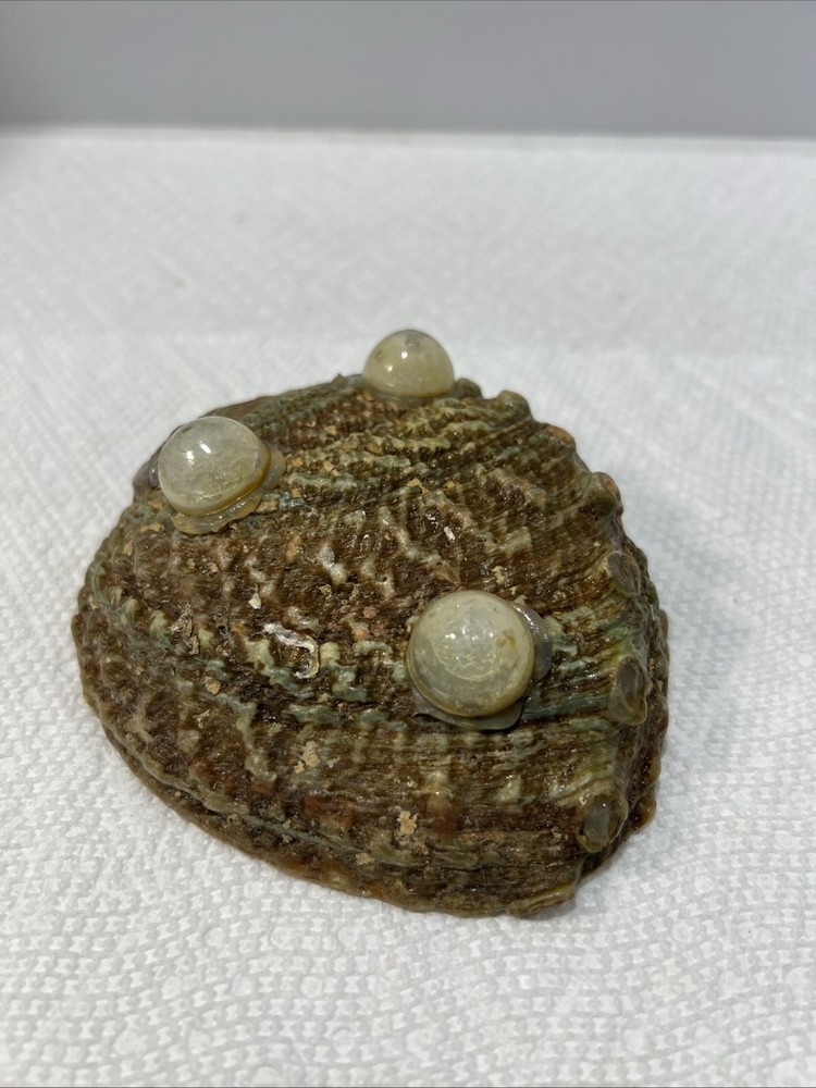 Sea Shell Trinket Keeper Clam Shell B5