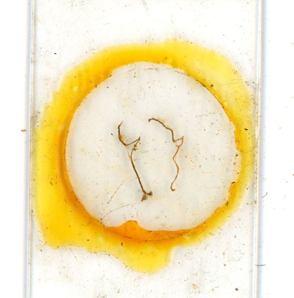 Antique glass Microscope slide Leaf Section Crocus sample #99