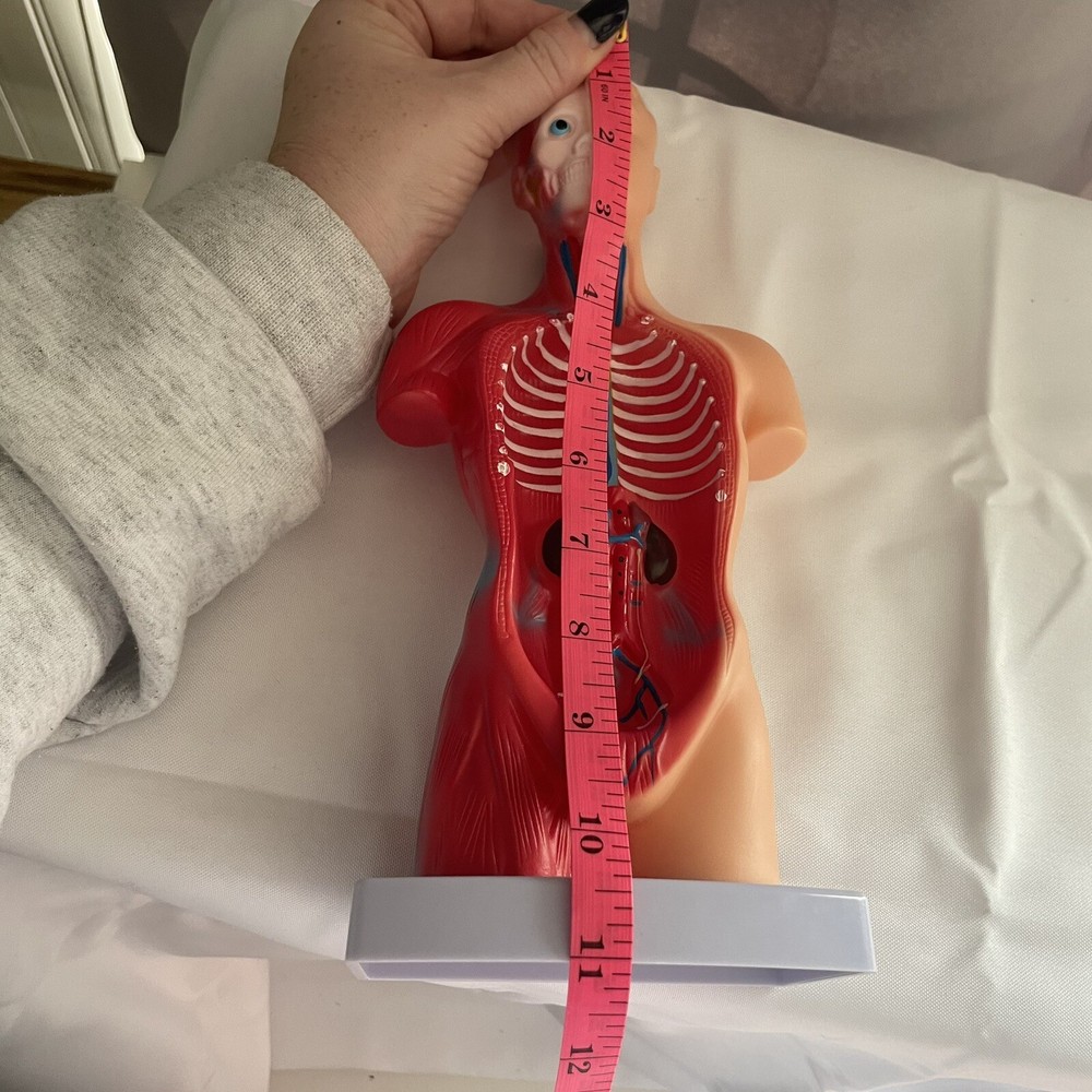 Skeleton Hands-On 3D Model Study Tool Medical Device For Learning No Organs