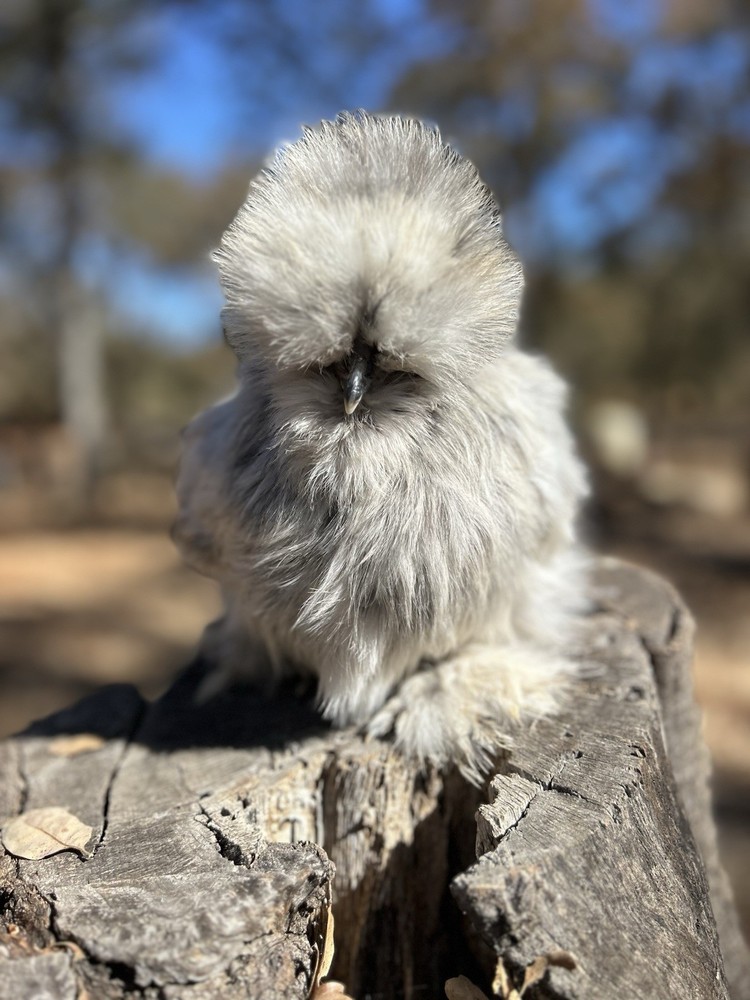 6 silkie/satin hatching eggs