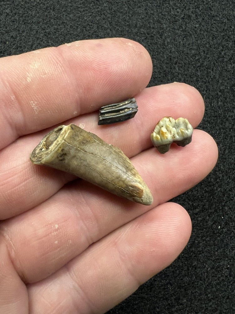 Fossil Mammal Teeth From Mississippi