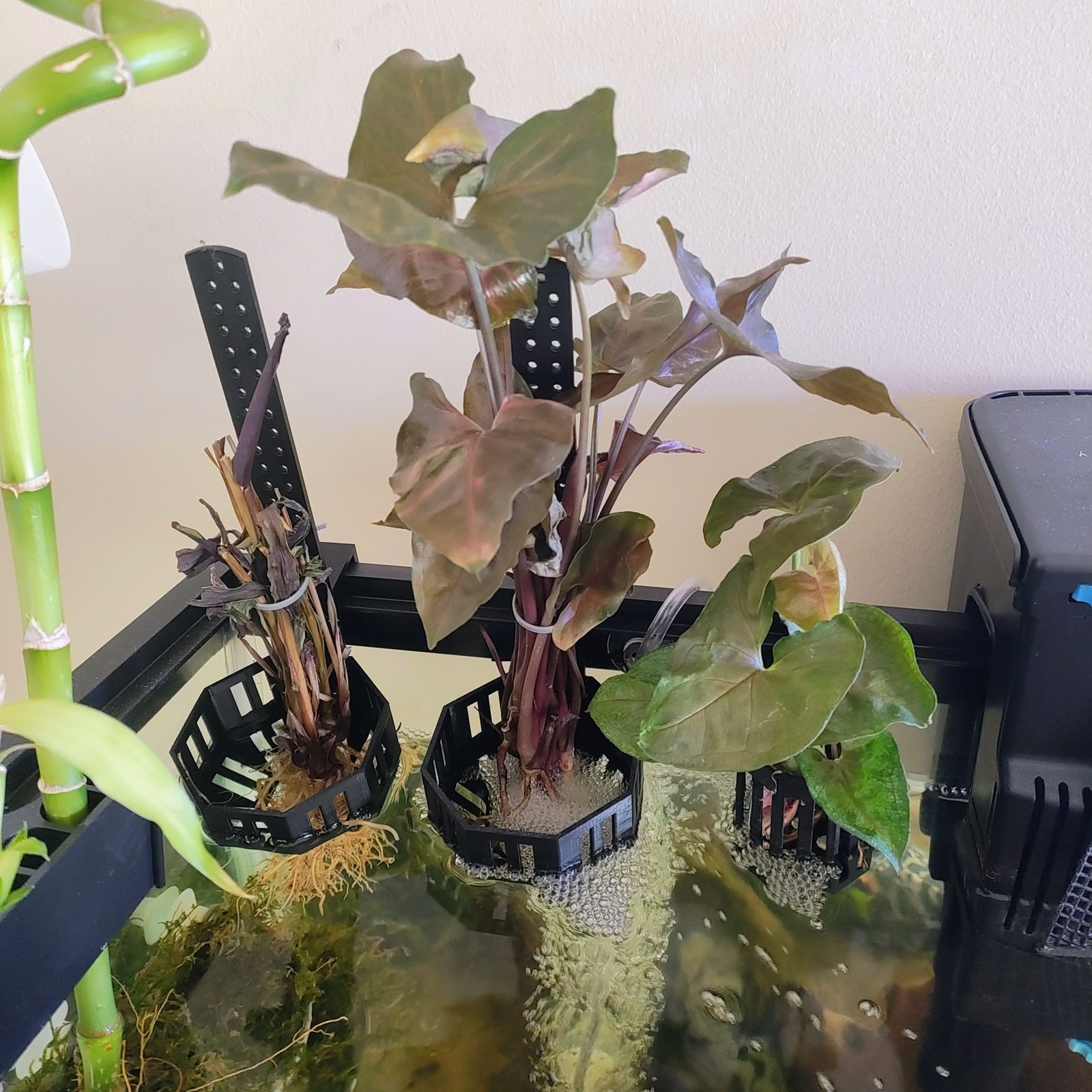 Aquarium Plant Holder with Stem Trellis for Live Plants | Over-The-Rim Planter