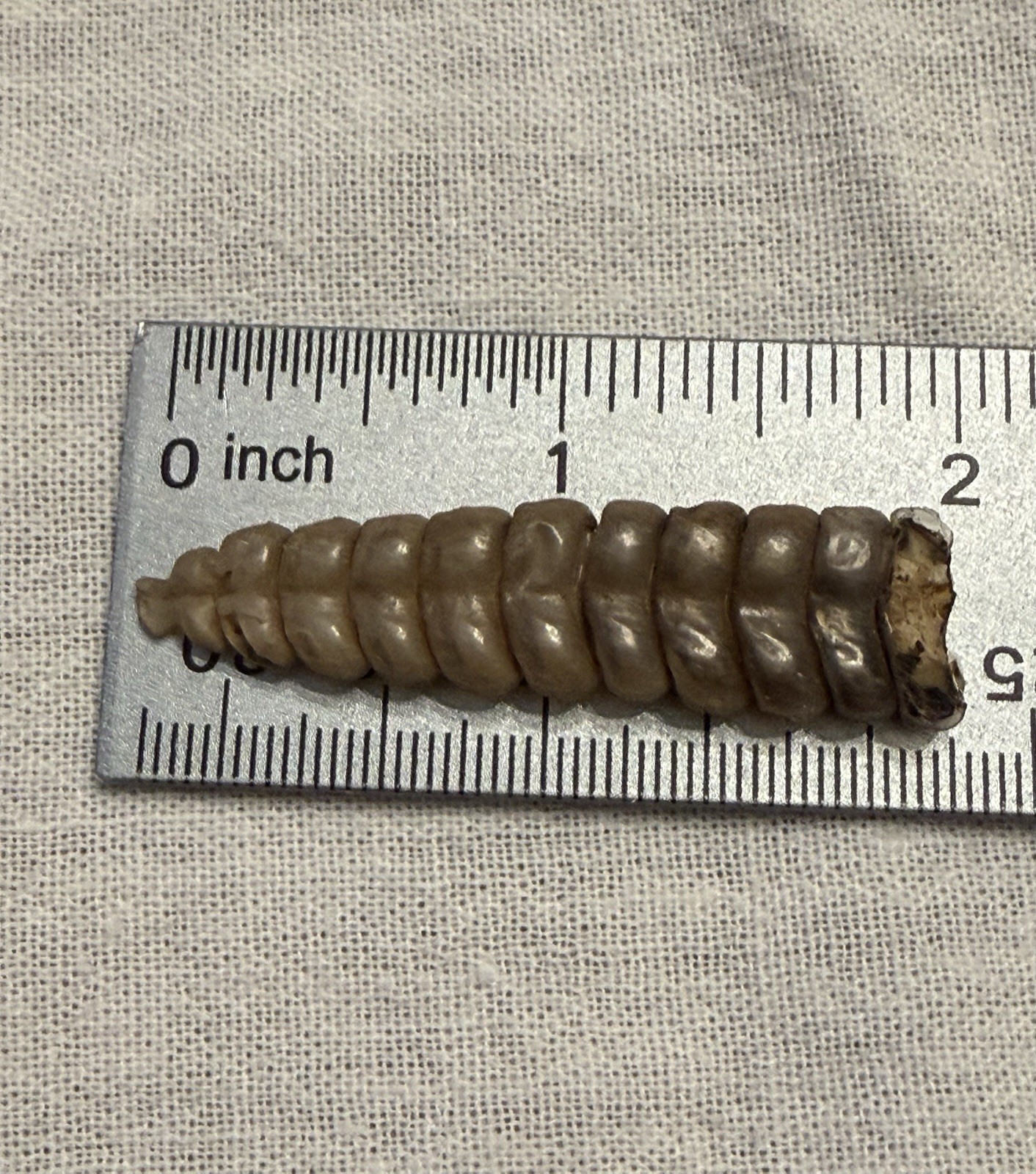 Rattlesnake Rattles ~ Lot Of 4 Rattles