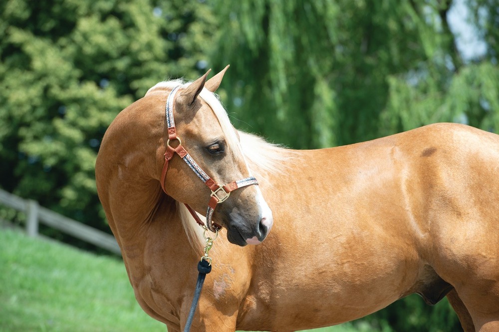 Weaver Leather, Patterned Non-Adjustable Nylon Halter, Trekking West