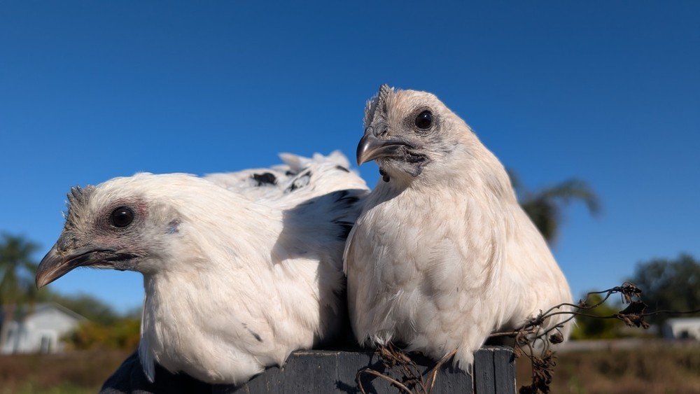 6 Zombie & Fibro Egger Hatching Eggs