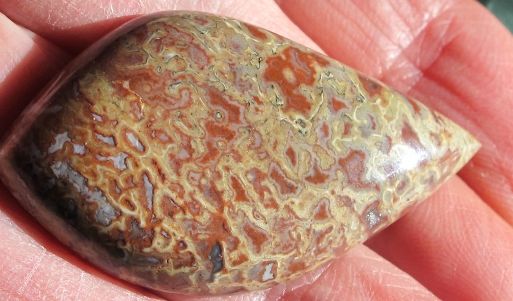 Dinosaur Bone * Large Unique Cabochon - 60 cts.