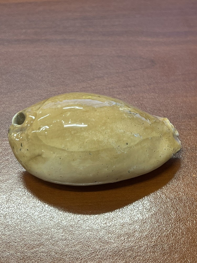 Fossilized Extinct COWRIE Shell From Central Florida, Pliocene Era.