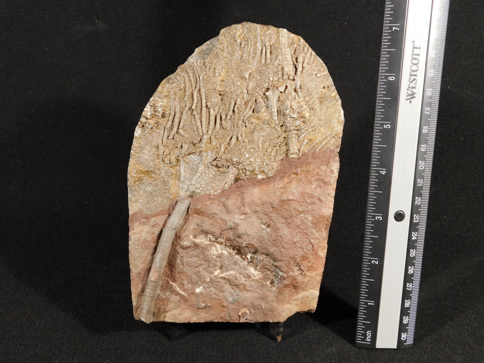 Larger! 430 Million Year Old! CRINOID Fossil or Sea LILY Fossil Morocco 601gr
