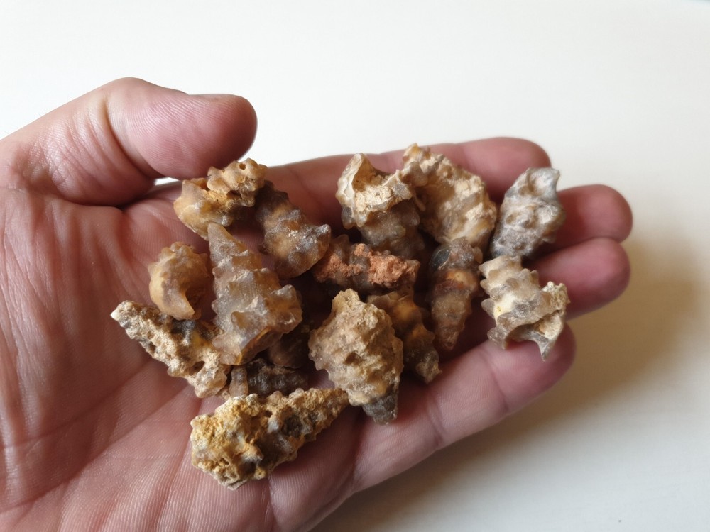 Spiny Knobbly Chalcedony Agate Fossils Snails Shell