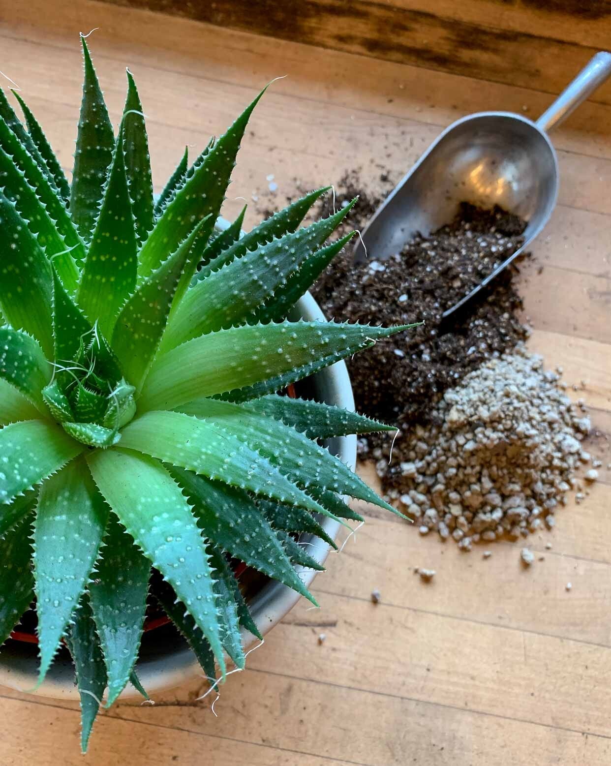 Succulent & Cactus Plant Potting Soil Mix Peat Moss & Perlite, 1 quart - 4 gal