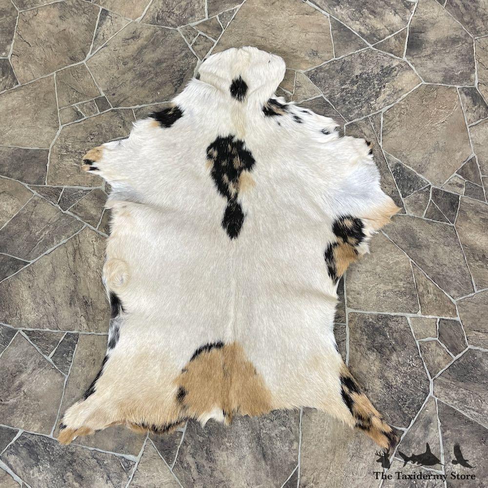 #25317 E+ | Goat Hide Taxidermy Skin