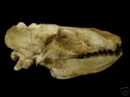 ALLODESMUS SKULL REPLICA