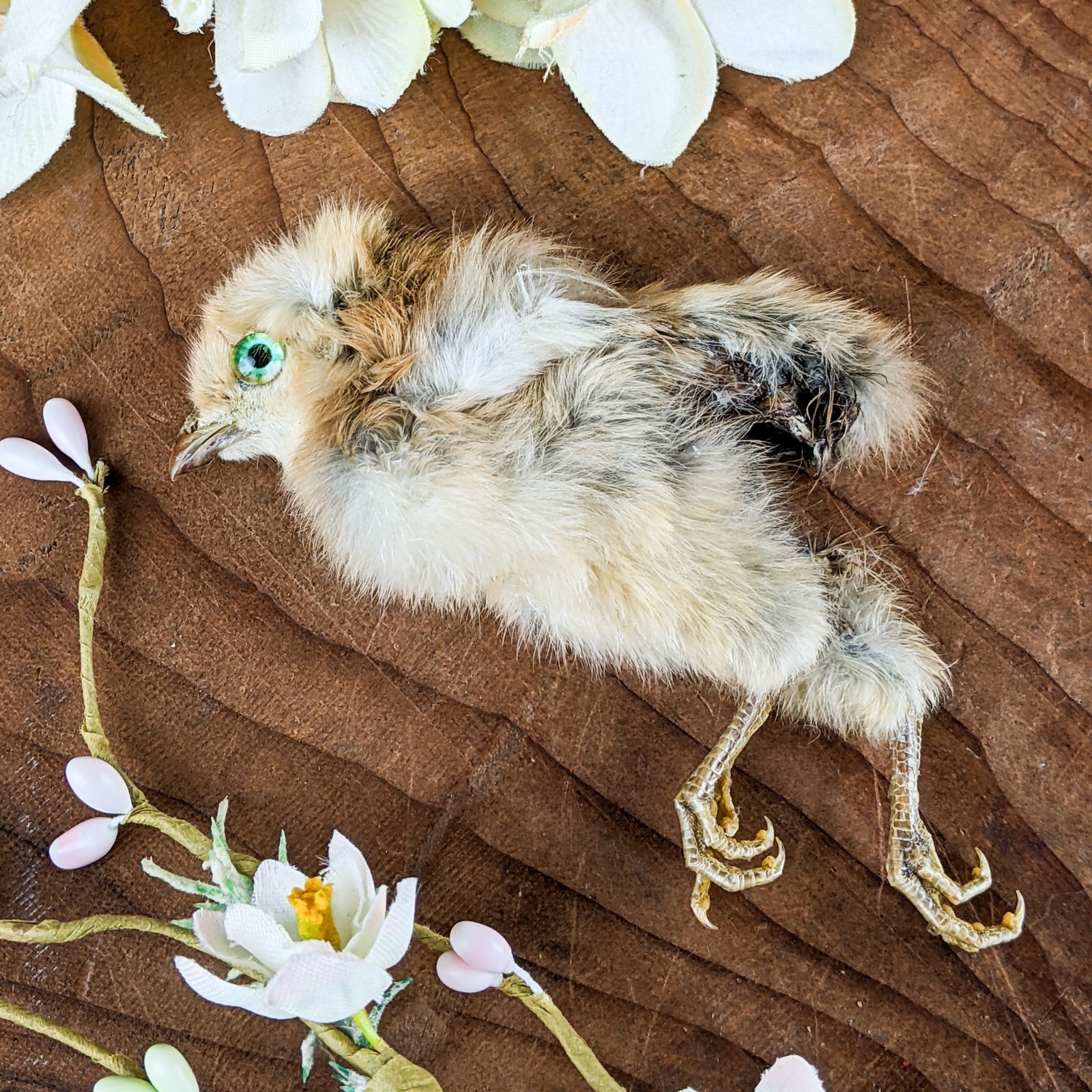 Dancing Chick taxidermy chicken display specimen crafting Oddities decor gift