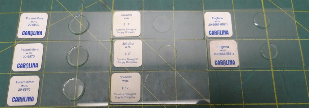 (8 Pack) Carolina Biological Supply Co Misc. Prepared Microscope Slides in Box