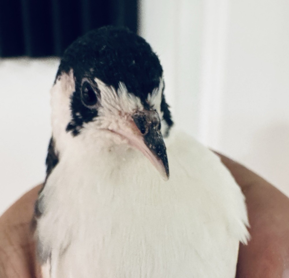 40+ Button Quail Hatching Eggs Multiple Colors