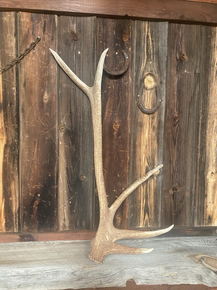 Unique “freak” Elk Antler ~ Shed