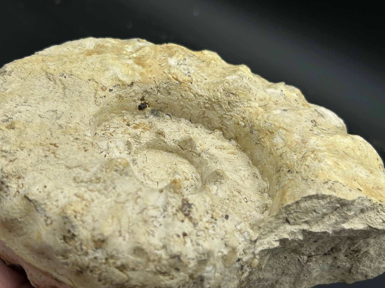 SUPERB 7.5” Cretaceous Mortoniceras Sp.Texas Fossil Ammonite!CRAZY Oyster Party!