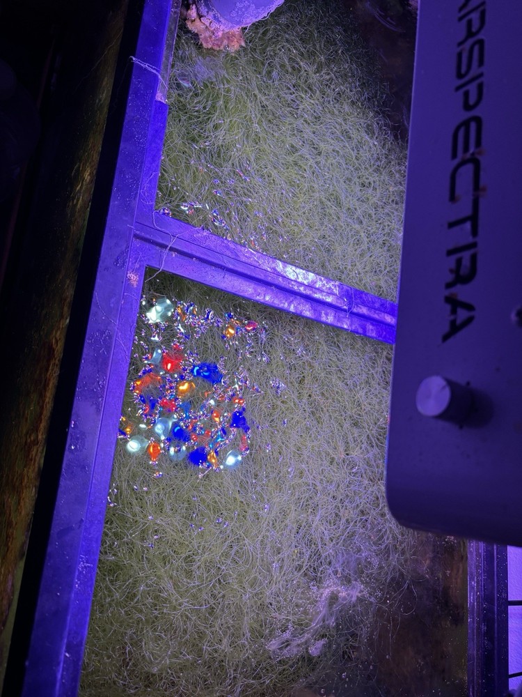 Live- Chaetomorpha Chaeto Marine Reef Macro Algae Refugium- Stuffed Gallon Bag