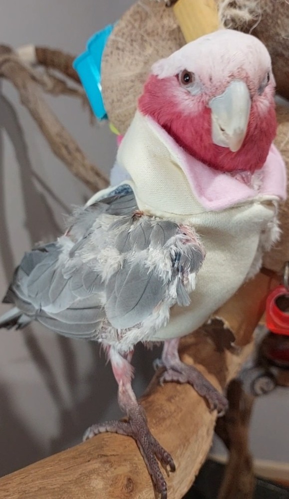 Bird Vest - Pom Pom