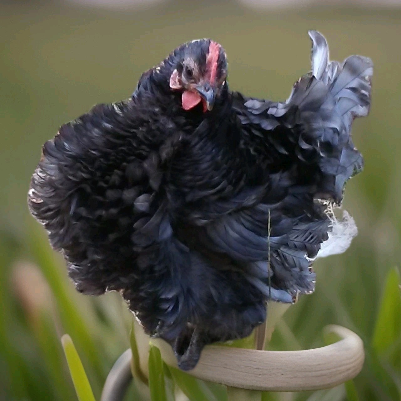 2+1 Micro & Size A & B 100% Pure Serama Hatching Eggs Malaysian And Traditional