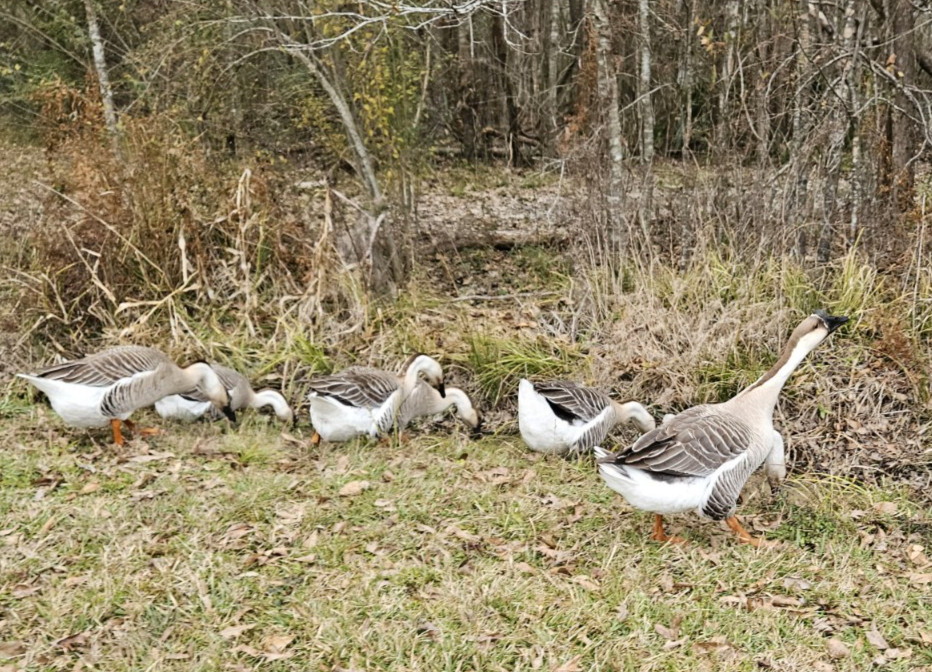 3 + African Goose Hatching Eggs Fertile Louisiana Farm Fresh MULTIPLES AVAILABLE