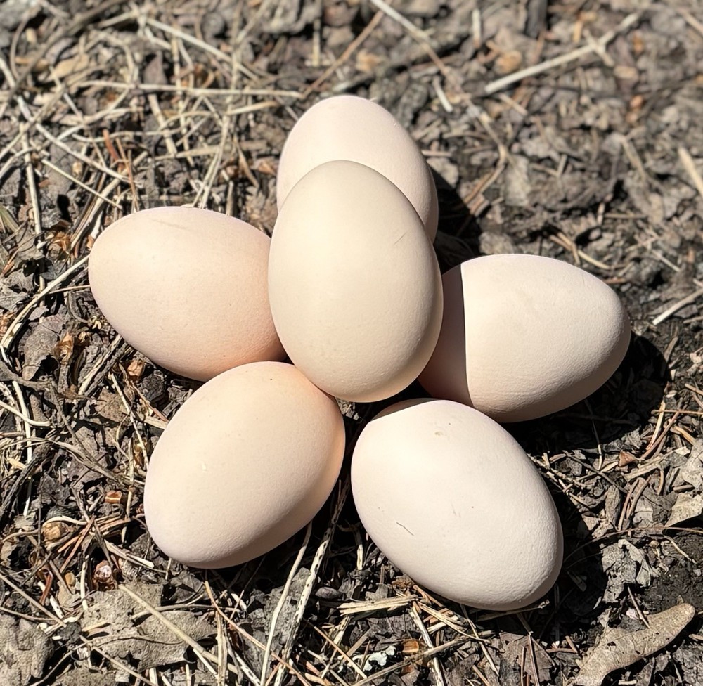 Lavender Orpington hatching eggs (12 Eggs)