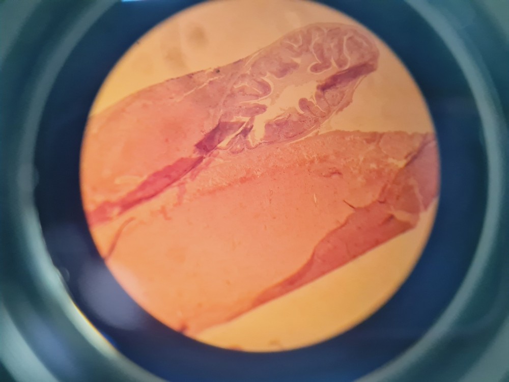 Prior PL012 Binocular Microscope With 4 x Objectives Lab